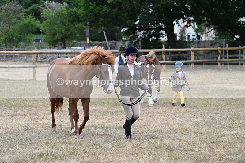 WJ7_8046 - Class 4 Prettiest Mare up to 14.2hh