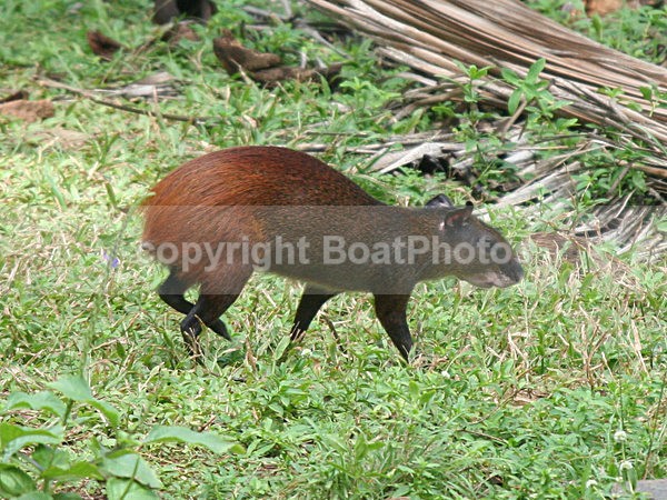 070115 Devils Island Unidentified Rat - ATLANTIC CROSSING 2006