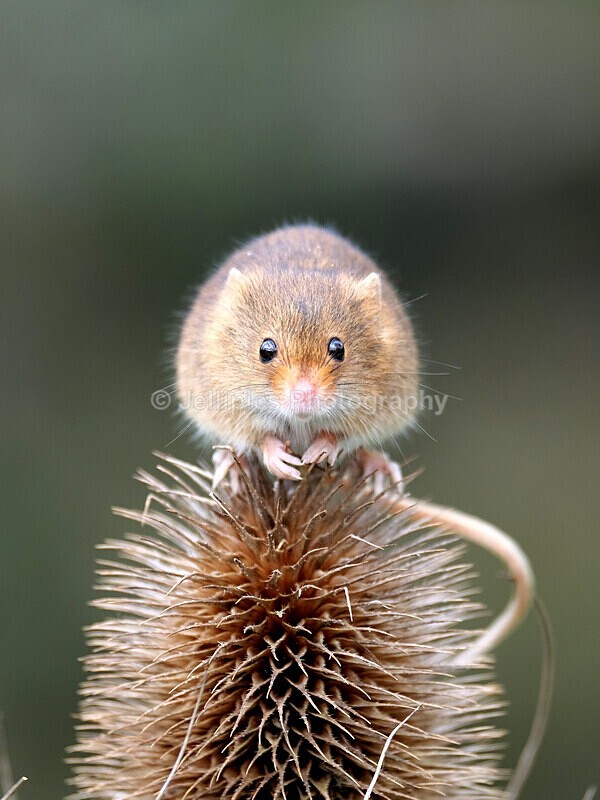  - Wildlife and Nature