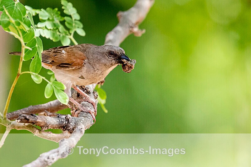 Grey-headed Sparrow - The Gambia