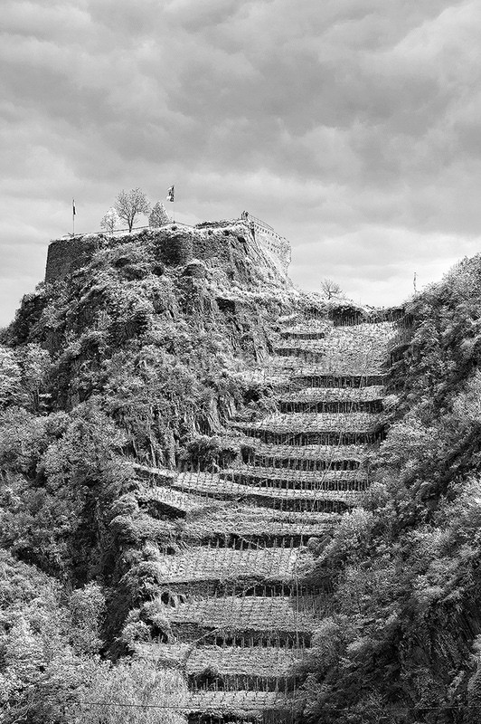  - Vineyards & Vines / Weinberge & Reben
