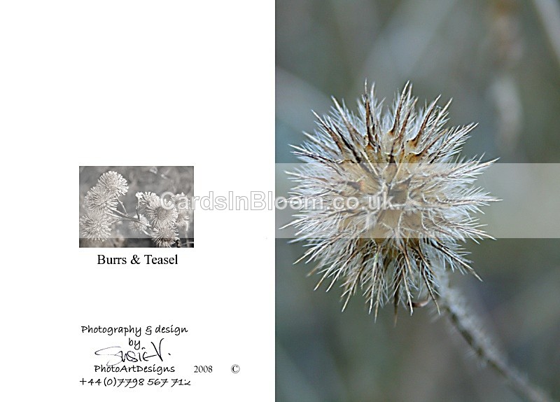Winter 8.  Burrs  Teasel - Winter