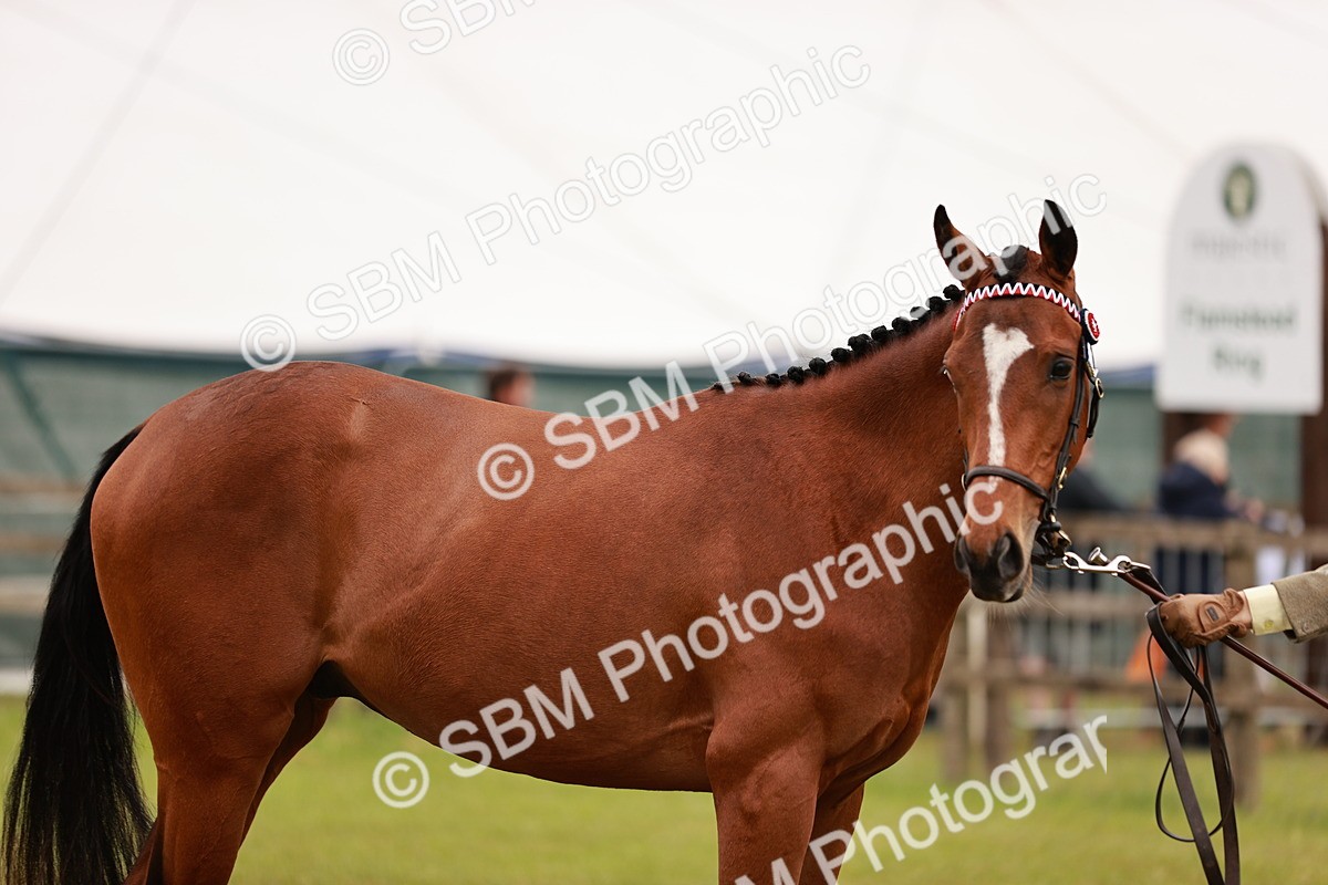 SBM_01709 - Class 31-34 Hack Breeding