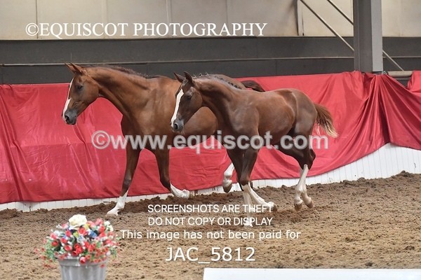JAC_5812 - 11 Pandora of Westoak