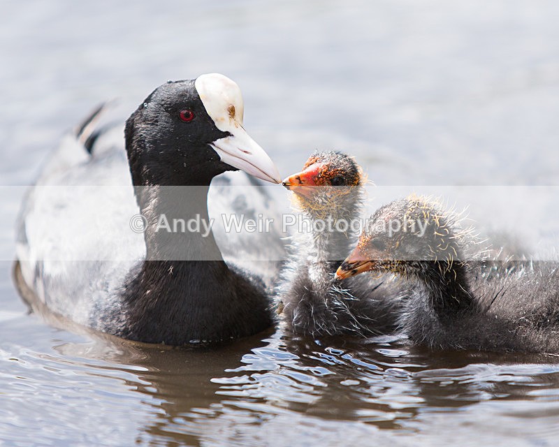 20140419-3K8A0410 - Rails & Coots
