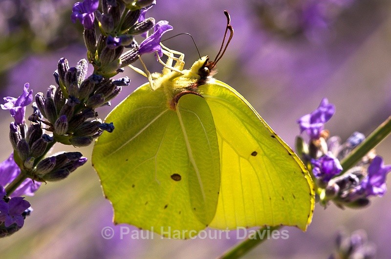  - Bugs: Butterflies
