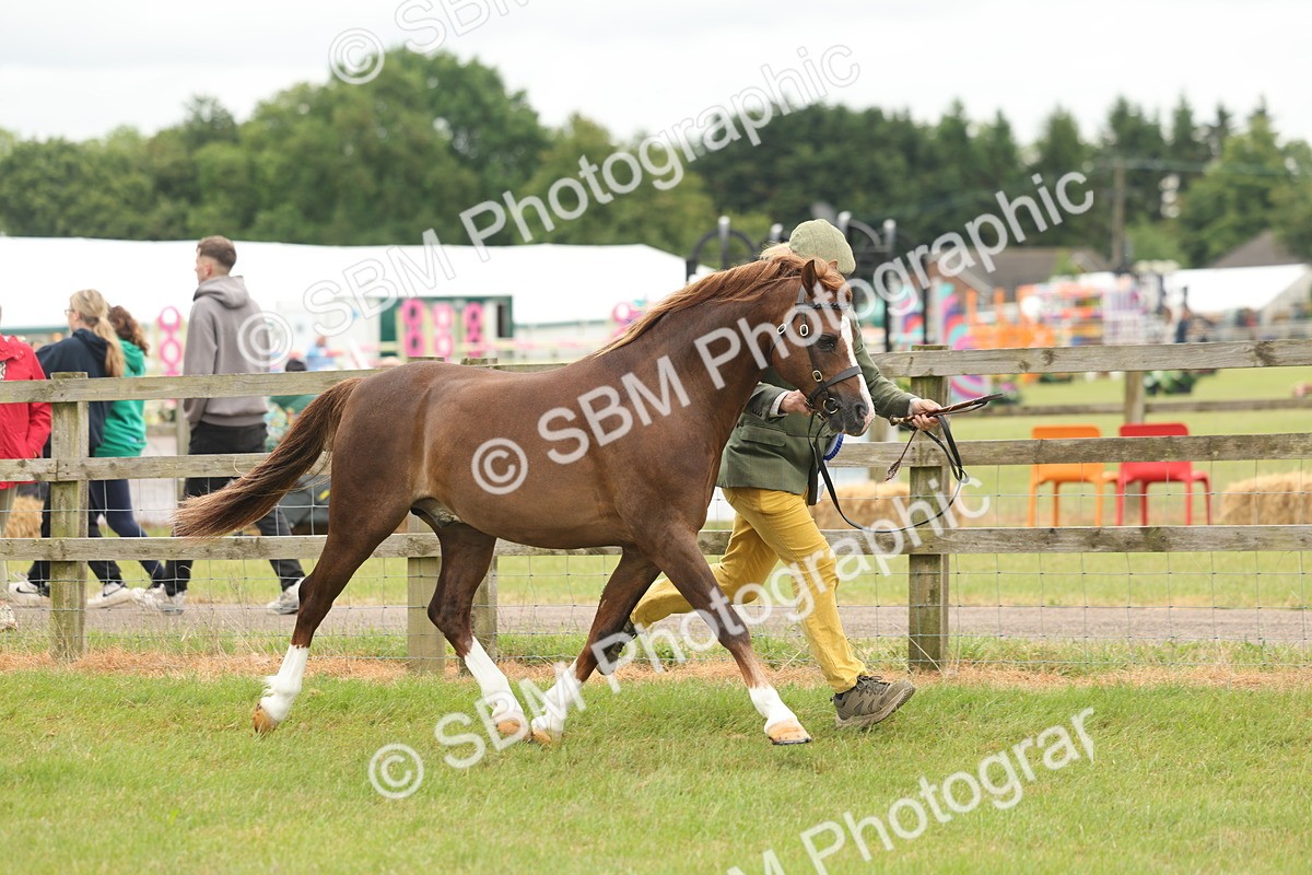 SBM_02323 - Class 50-57 - M&M Welsh Pony In Hand