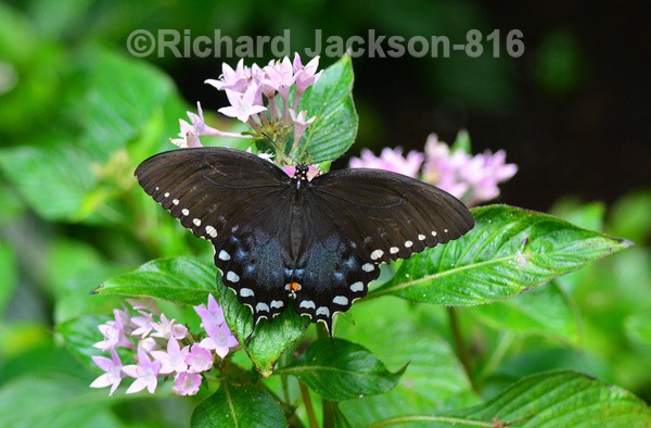 Eastern Tiger Swallowtail - Butterfly Gallery