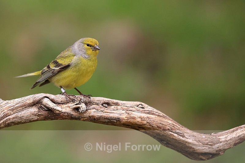 Citril Finch (ringed) perched, Port del Comte, Spain - Citril Finch
