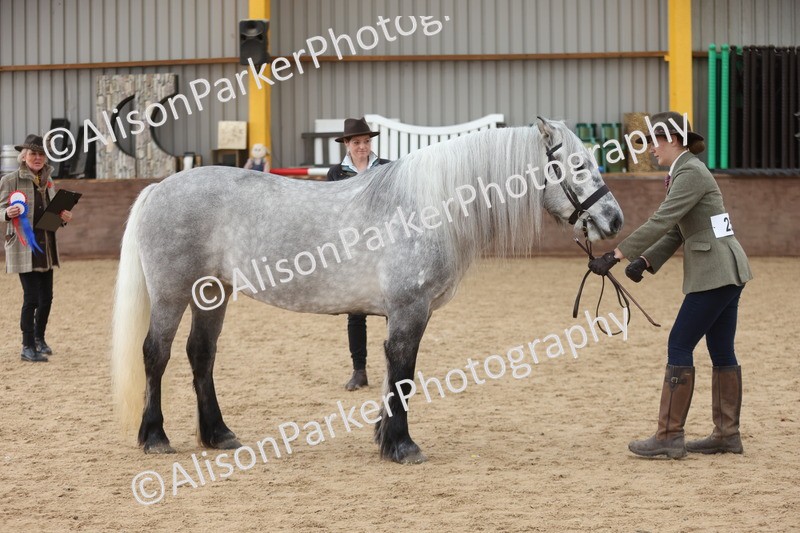 20251109-1032 - Class 28 - Mares 4 Years and over