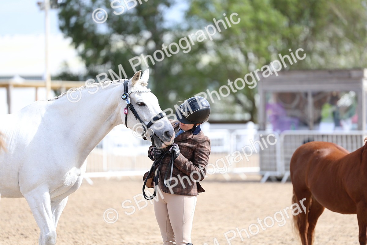 SBM_01884 - Class 18 - Handsomest Gelding - IH or Ridden