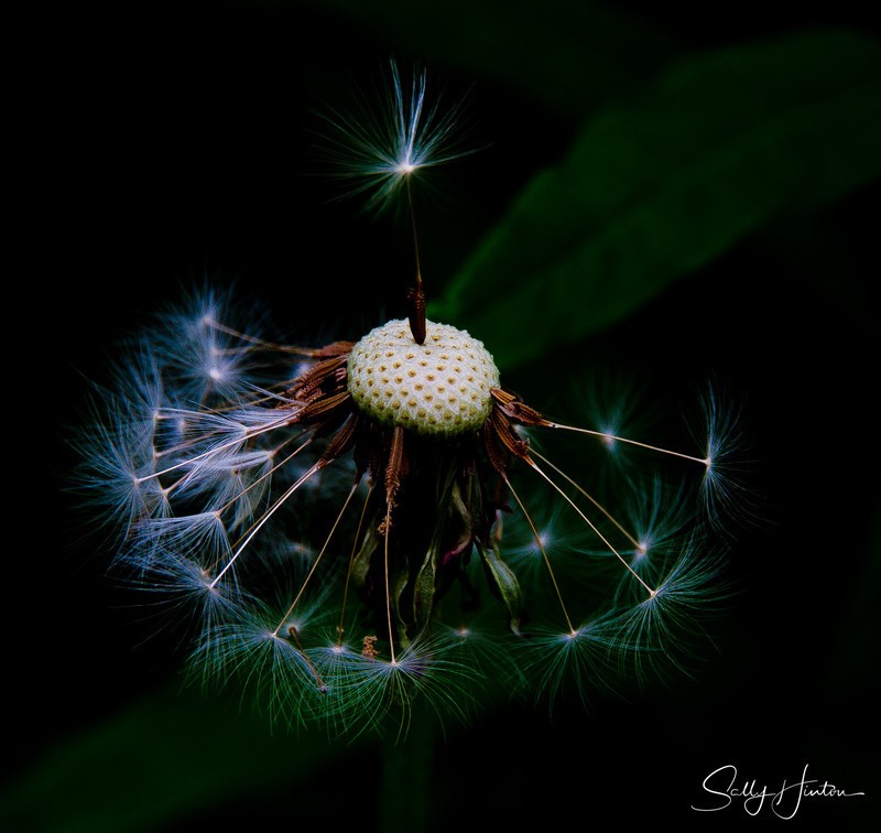 Dandylion Flower