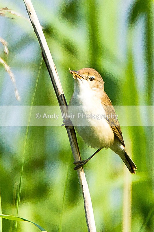 20130706-_MG_4613 - Reed Warbler