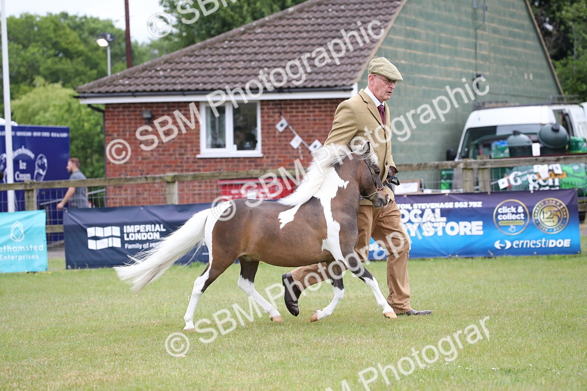 SBM_03921 - Class 23-25 - British Miniature Horse of the Year