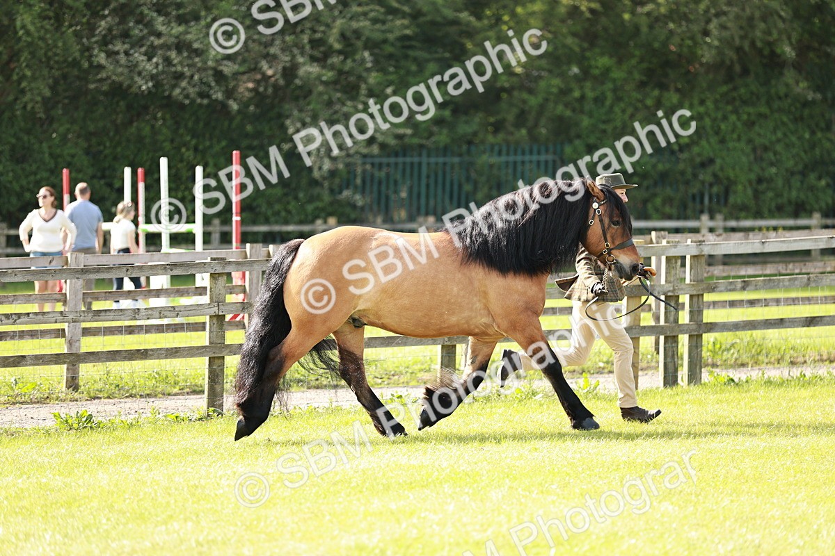 SBM_00802 - Class 14-23 - Mountain & Moorland In Hand Non Welsh