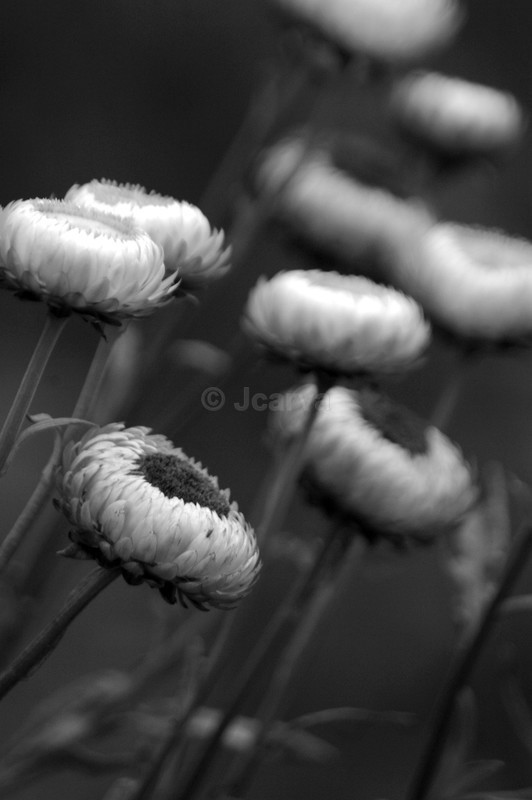 Nein - B&W01