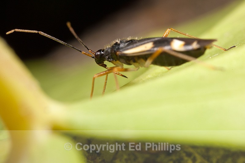 Dryophilocoris flavoquadrimaculatus - Dryophilocoris flavoquadrimaculatus