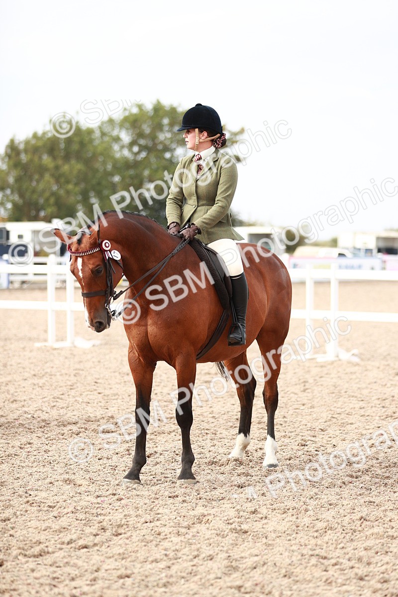SBM_17539 - Class 215 Ridden Hack/ Riding Horse