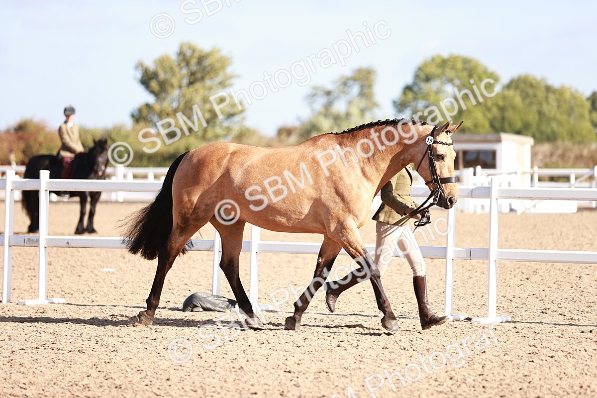 SBM_22058 - Class 703 - IH Coloured