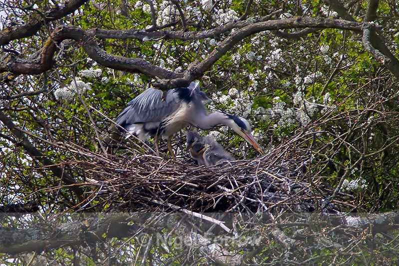 Grey Heron nest with chicks - Grey Heron