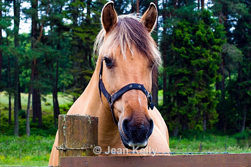 Horse - 9554 - Equine
