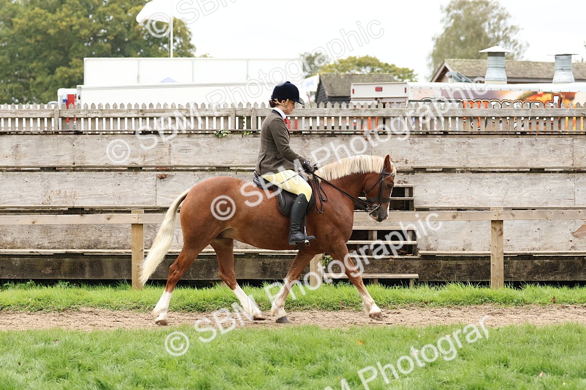SBM_69549 - S62 - Mountain & Moorland Ridden Large Breeds