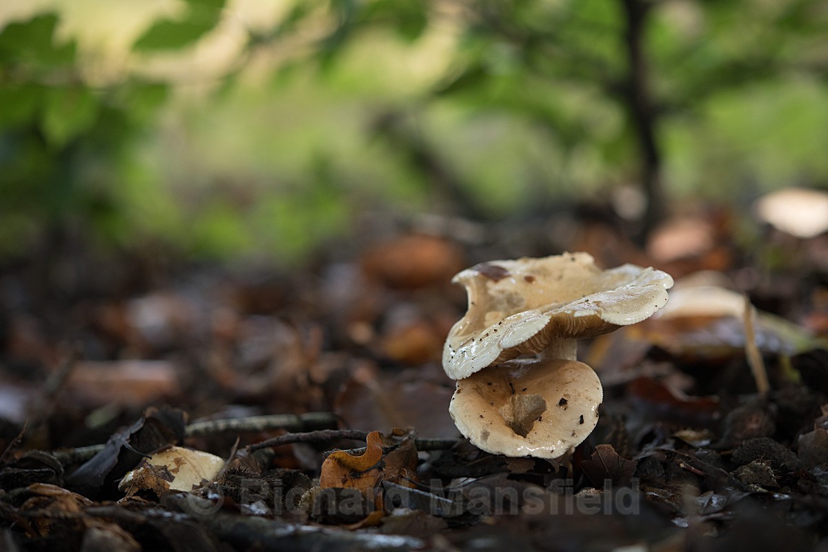  - Funghi