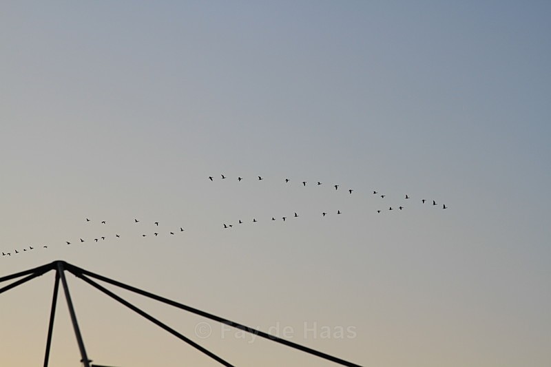  - Home in the Polder