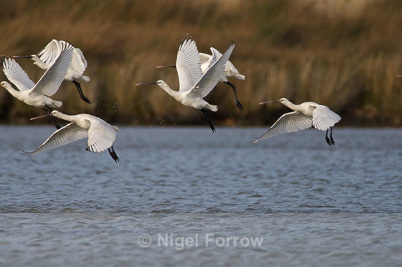 Six Spoonbills taking off from the lagoon - Spoonbill take-off sequence