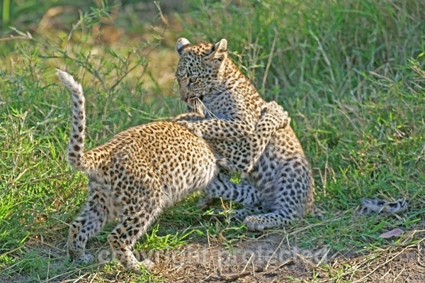 Leopard cubs playfighting - Timbavati, SA - African Leopards