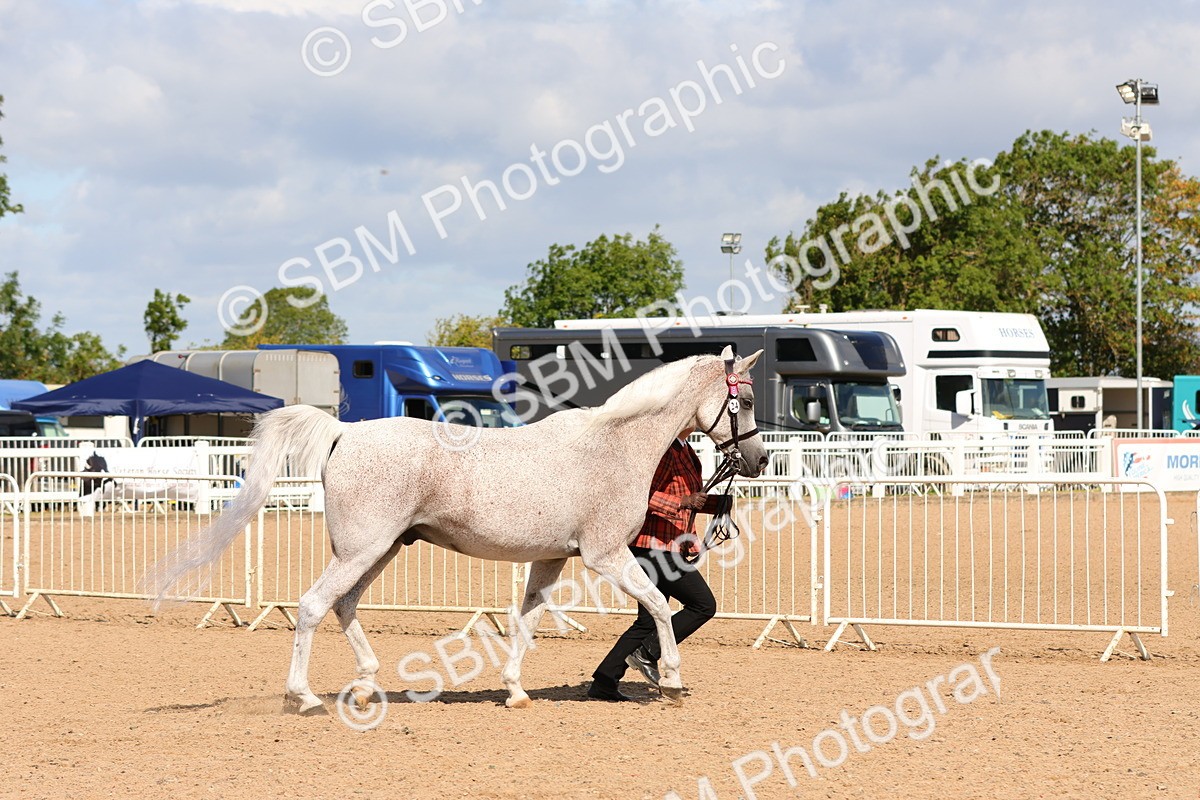SBM_11169 - Class 208 - IH Veteran Horse