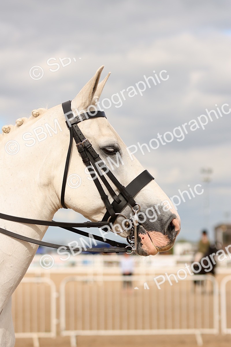 SBM_15906 - Class 216 - Best Side Saddle Horse-Pony