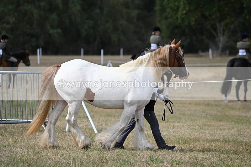 WJ6_6427 - Class 20 In-hand Cob