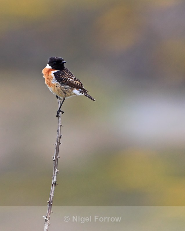 Stonechat (male) perched on a tall thorny branch - Stonechat