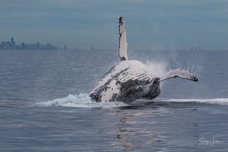 0A3A6369. Breach in Glassy Water 13 - 2023 Whale Photos