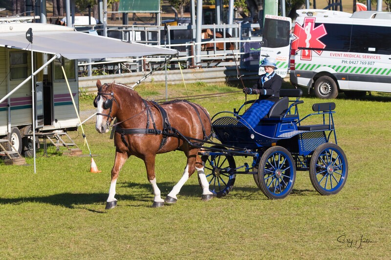 Harness Driving Challenge 31. 0A3A9491 - 2025 Senic Rim Clydesdale Spectacular