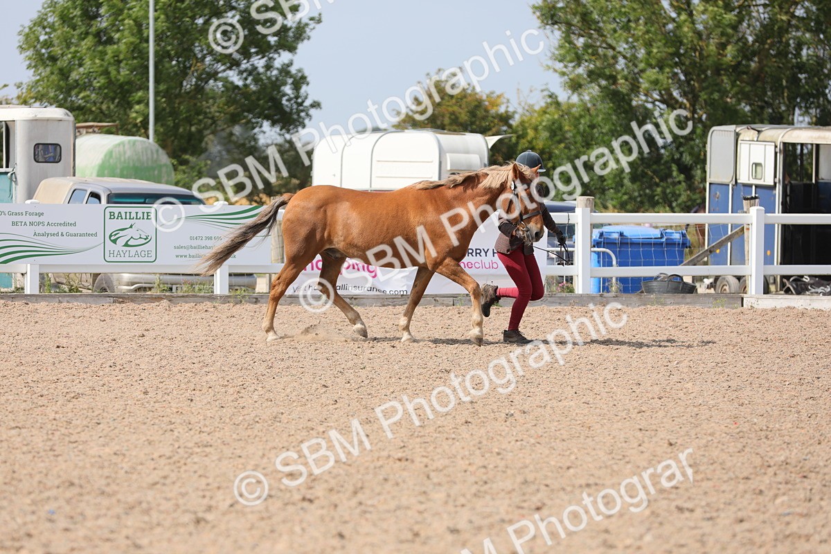 SBM_15707 - Class 312 IH Competition Horse/Pony