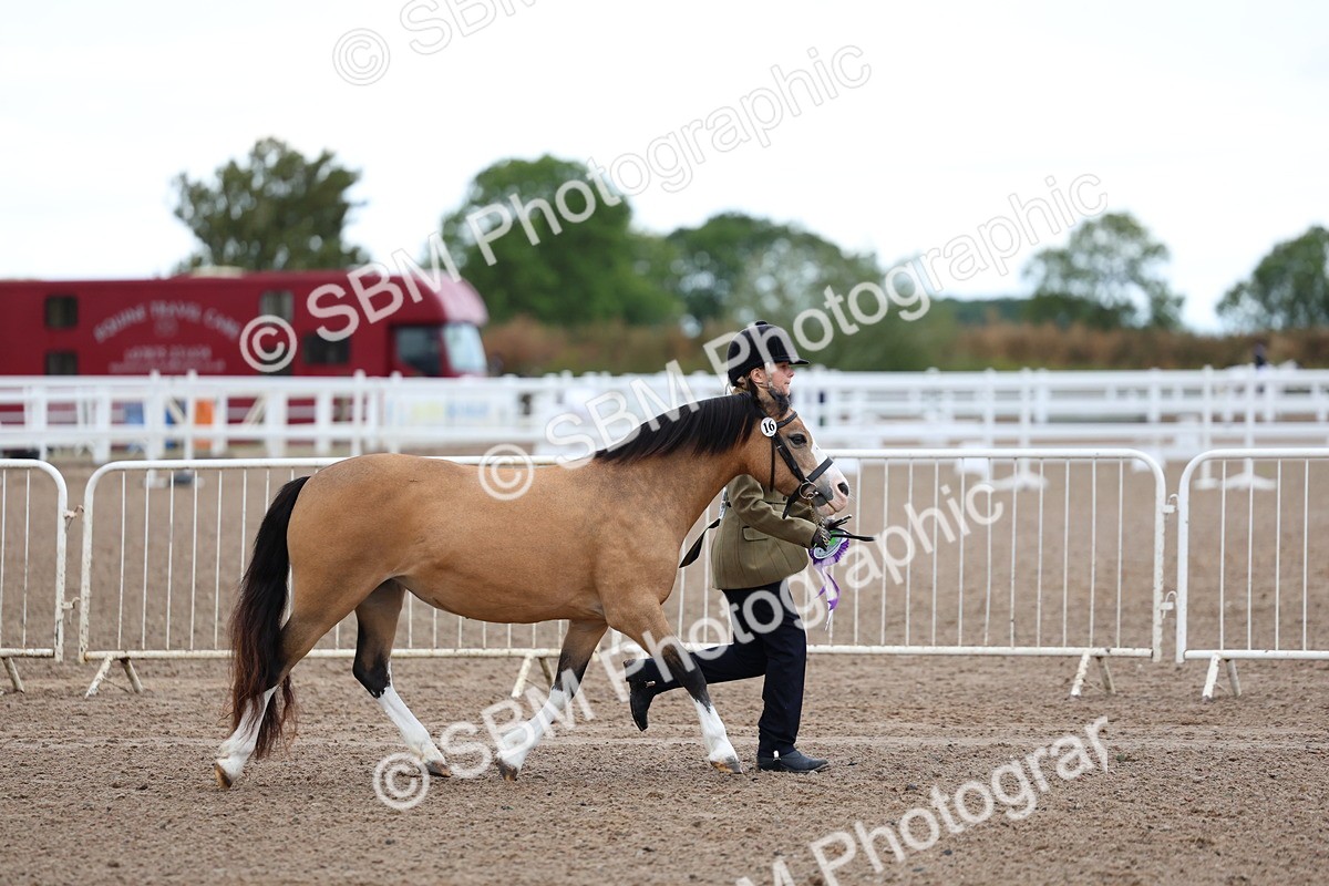 SBM_00273 - Class 13 - Young Handler