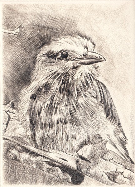 Lilac Breasted Roller, Ol Pejeta, Kenya - Drypoints, Etchings & Screenprints