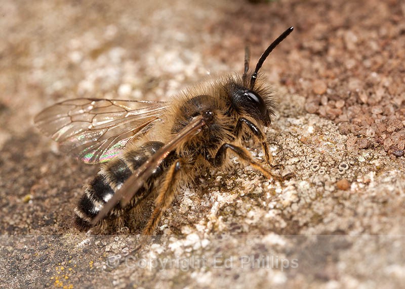 Andrena flavipes (m) - Andrena flavipes