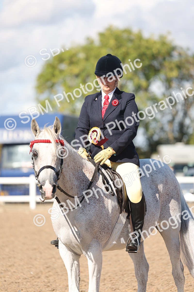 SBM_13130 - Class 305 - Ridden Foreign Breed Pure Bred