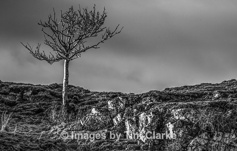 Lonely Tree Isle of Mull 71382 - Landscapes