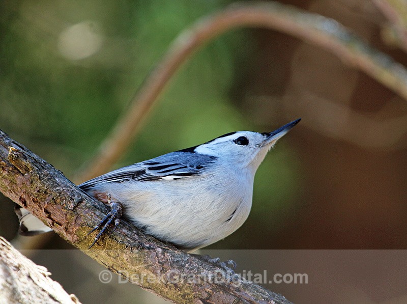 White-breasted Nuthatch - Birds of Atlantic Canada