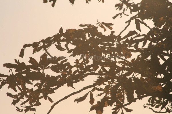 Evening tree _71 - Frenchay care home Collection v