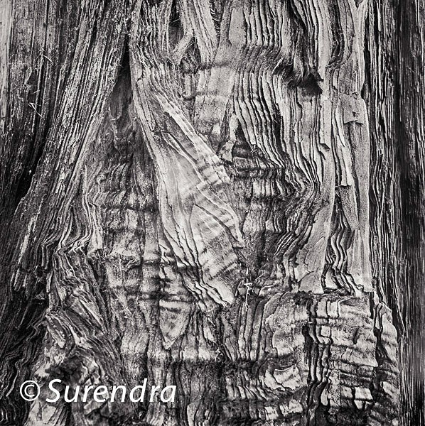 Bark 36 - Bark 2