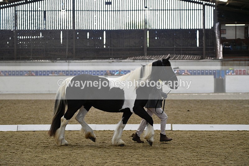 WJ5_4988 - Class 7 In hand coloured / odd coloured