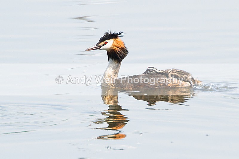 20130706-_MG_4659 - Gt. Crested & Little Grebes