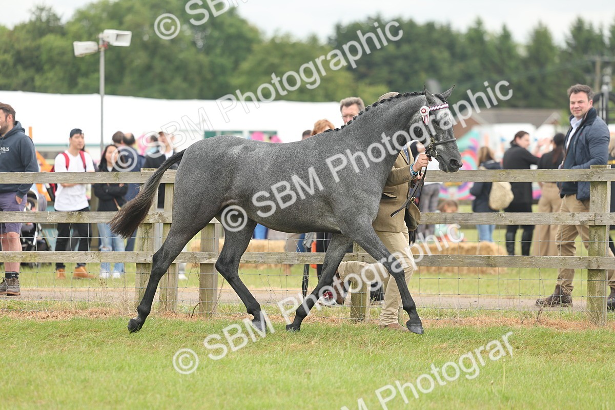 SBM_05454 - Class 68-73 - Riding Pony Breeding