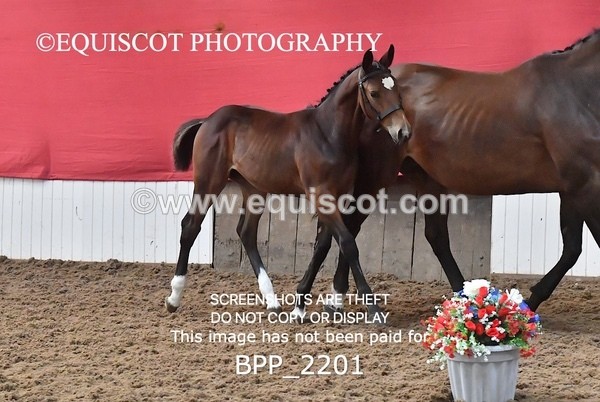 BPP_2201 - AFTERNOON 12.30 - 3.30PM