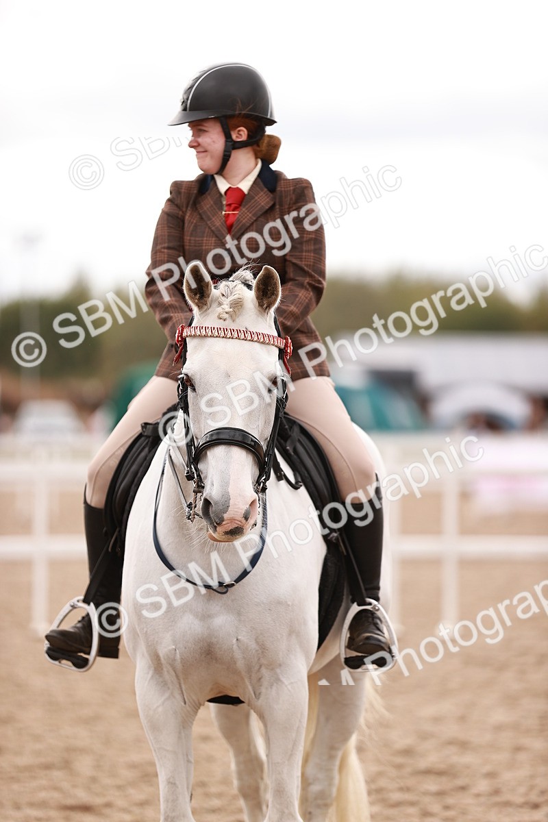 SBM_16256 - Class412 - Handsome Gelding (IH  or Ridden) Adult